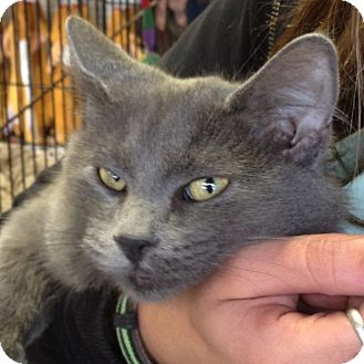 Russian Blue Kitten for Sale in Mesa, Arizona - Cobra Russian Blue Kitten for Sale in Mesa, Arizona - Cobra