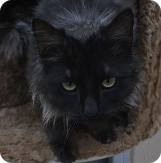 Domestic Mediumhair Cat for Sale in Chula Vista, California - Smokey Domestic Mediumhair Cat for Sale in Chula Vista, California - Smokey