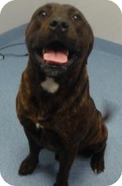 Pit Bull Terrier Mix Dog for Sale in Gainesville, Florida - Austin Pit Bull Terrier Mix Dog for Sale in Gainesville, Florida - Austin