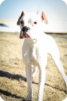 Boxer Mix Dog for Sale in Broomfield, Colorado - Pele Boxer Mix Dog for Sale in Broomfield, Colorado - Pele