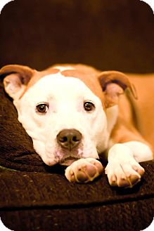 American Bulldog Mix Dog for Sale in Columbus, Georgia - Hercules American Bulldog Mix Dog for Sale in Columbus, Georgia - Hercules