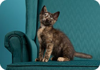 Domestic Shorthair Kitten for Sale in St. Louis, Missouri - Smidgen Domestic Shorthair Kitten for Sale in St. Louis, Missouri - Smidgen