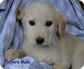 Australian Shepherd/Labrador Retriever Mix Puppy for Sale in Danbury, Connecticut - Sayers ADOPTION PENDING Australian Shepherd/Labrador Retriever Mix Puppy for Sale in Danbury, Connecticut - Sayers ADOPTION PENDING