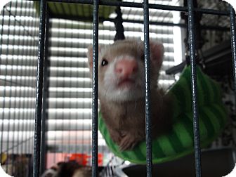 Ferret for Sale in Lighthouse Point, Florida - Cinnamon Ferret for Sale in Lighthouse Point, Florida - Cinnamon