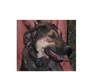 German Shepherd Dog/Shepherd (Unknown Type) Mix Dog for Sale in Chandler, Arizona - Frasier German Shepherd Dog/Shepherd (Unknown Type) Mix Dog for Sale in Chandler, Arizona - Frasier