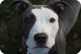 American Pit Bull Terrier/American Pit Bull Terrier Mix Dog for Sale in Santa Monica, California - Eleanor American Pit Bull Terrier/American Pit Bull Terrier Mix Dog for Sale in Santa Monica, California - Eleanor