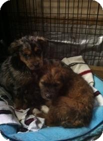 Australian Shepherd/Bluetick Coonhound Mix Puppy for Sale in Hazard, Kentucky - Molly Mindy and Mandy Australian Shepherd/Bluetick Coonhound Mix Puppy for Sale in Hazard, Kentucky - Molly Mindy and Mandy