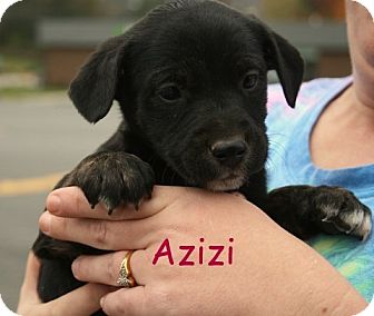 Terrier (Unknown Type, Medium)/Shepherd (Unknown Type) Mix Puppy for Sale in Danbury, Connecticut - Azizi Terrier (Unknown Type, Medium)/Shepherd (Unknown Type) Mix Puppy for Sale in Danbury, Connecticut - Azizi
