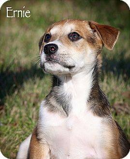 Terrier (Unknown Type, Small)/Jack Russell Terrier Mix Puppy for Sale in Wilmington, Delaware - Ernie Terrier (Unknown Type, Small)/Jack Russell Terrier Mix Puppy for Sale in Wilmington, Delaware - Ernie