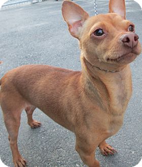 Chihuahua Dog for Sale in Forked River, New Jersey - Solo Chihuahua Dog for Sale in Forked River, New Jersey - Solo