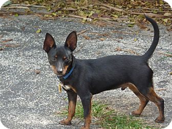 Manchester Terrier Mix Dog for Sale in hollywood, Florida - BOXIE Manchester Terrier Mix Dog for Sale in hollywood, Florida - BOXIE