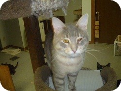 Domestic Shorthair Cat for Sale in Hamburg, New York - Mr. Chips Domestic Shorthair Cat for Sale in Hamburg, New York - Mr. Chips
