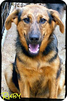 Shepherd (Unknown Type) Mix Puppy for Sale in shelton, Connecticut - Ruby *Reduced Adoption Fee* Shepherd (Unknown Type) Mix Puppy for Sale in shelton, Connecticut - Ruby *Reduced Adoption Fee*