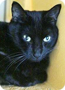 Domestic Shorthair Cat for Sale in Medford, Massachusetts - Mike Domestic Shorthair Cat for Sale in Medford, Massachusetts - Mike