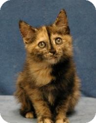 Domestic Mediumhair Cat for Sale in Sacramento, California - Brooke Domestic Mediumhair Cat for Sale in Sacramento, California - Brooke
