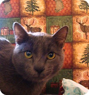 Domestic Shorthair Cat for Sale in Albany, New York - Fabiano Domestic Shorthair Cat for Sale in Albany, New York - Fabiano
