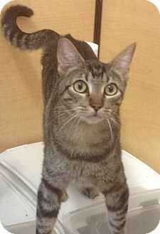 Domestic Shorthair Cat for Sale in Modesto, California - Cisco Domestic Shorthair Cat for Sale in Modesto, California - Cisco