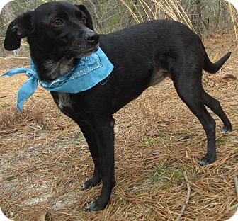 Labrador Retriever/Terrier (Unknown Type, Small) Mix Dog for Sale in Forked River, New Jersey - Pepper Labrador Retriever/Terrier (Unknown Type, Small) Mix Dog for Sale in Forked River, New Jersey - Pepper