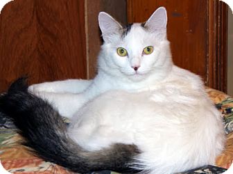 Domestic Mediumhair Cat for Sale in Alexandria, Virginia - Plum Domestic Mediumhair Cat for Sale in Alexandria, Virginia - Plum