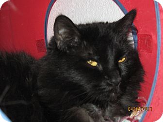 Domestic Longhair Cat for Sale in Colorado Springs, Colorado - Charcoal Domestic Longhair Cat for Sale in Colorado Springs, Colorado - Charcoal
