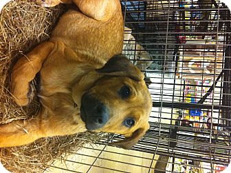 Shepherd (Unknown Type) Mix Puppy for Sale in Gainesville, Florida - Bo Shepherd (Unknown Type) Mix Puppy for Sale in Gainesville, Florida - Bo