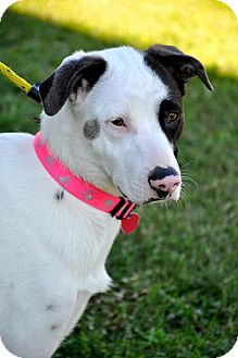 Australian Shepherd Mix Dog for Sale in Glastonbury, Connecticut - Hope Australian Shepherd Mix Dog for Sale in Glastonbury, Connecticut - Hope