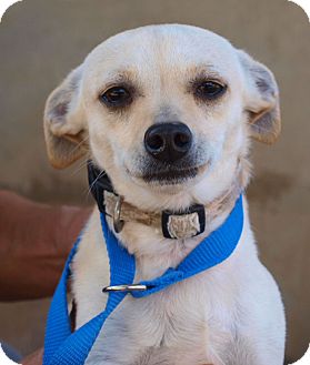 Chihuahua Mix Dog for Sale in Chula Vista, California - Jake Chihuahua Mix Dog for Sale in Chula Vista, California - Jake