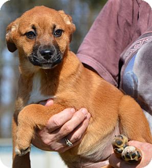 Labrador Retriever Mix Puppy for Sale in Washington, D.C. - Sage Labrador Retriever Mix Puppy for Sale in Washington, D.C. - Sage