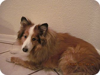 Sheltie, Shetland Sheepdog Dog for Sale in apache junction, Arizona - Beau Sheltie, Shetland Sheepdog Dog for Sale in apache junction, Arizona - Beau