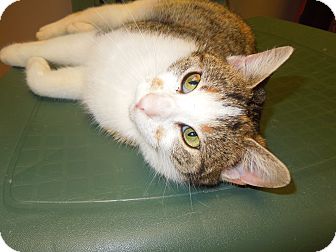 Domestic Shorthair Cat for Sale in Medina, Ohio - Fern Domestic Shorthair Cat for Sale in Medina, Ohio - Fern