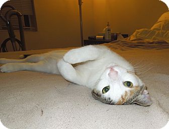 Domestic Shorthair Cat for Sale in Simi Valley, California - Sophie Domestic Shorthair Cat for Sale in Simi Valley, California - Sophie