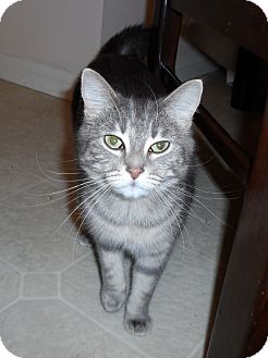 Domestic Shorthair Cat for Sale in Simi Valley, California - Gianna Domestic Shorthair Cat for Sale in Simi Valley, California - Gianna