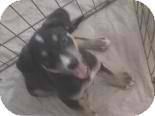 Shepherd (Unknown Type) Mix Puppy for Sale in Phoenix, Arizona - lemon Shepherd (Unknown Type) Mix Puppy for Sale in Phoenix, Arizona - lemon