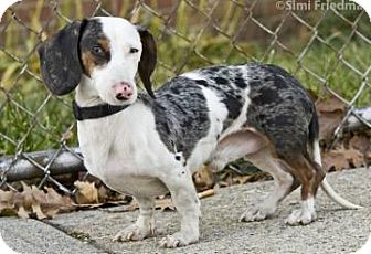 Dachshund Mix Dog for Sale in Brooklyn, New York - Milo Dachshund Mix Dog for Sale in Brooklyn, New York - Milo