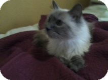 Himalayan Cat for Sale in Palmdale, California - George Himalayan Cat for Sale in Palmdale, California - George
