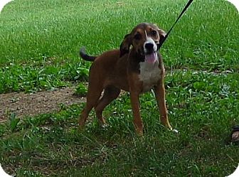 Redbone Coonhound/Beagle Mix Puppy for Sale in Washington, D.C. - Jazzy Redbone Coonhound/Beagle Mix Puppy for Sale in Washington, D.C. - Jazzy