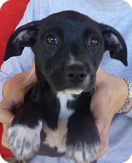 Labrador Retriever/Boxer Mix Puppy for Sale in Oviedo, Florida - Betsy Labrador Retriever/Boxer Mix Puppy for Sale in Oviedo, Florida - Betsy