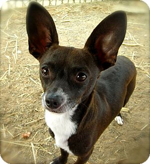 Chihuahua Dog for Sale in El Cajon, California - Radar Chihuahua Dog for Sale in El Cajon, California - Radar
