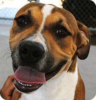American Pit Bull Terrier/Beagle Mix Dog for Sale in Chula Vista, California - Tony American Pit Bull Terrier/Beagle Mix Dog for Sale in Chula Vista, California - Tony