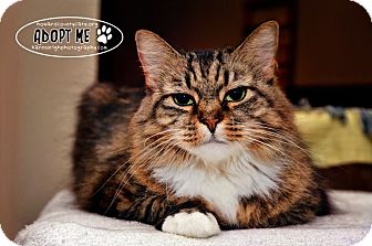 Domestic Longhair Cat for Sale in Columbia, Maryland - Xina Domestic Longhair Cat for Sale in Columbia, Maryland - Xina