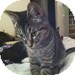 Domestic Shorthair Kitten for Sale in Vancouver, British Columbia - Loeki Domestic Shorthair Kitten for Sale in Vancouver, British Columbia - Loeki