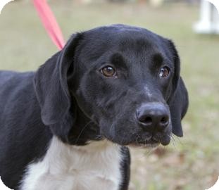 Labrador Retriever/American Pit Bull Terrier Mix Dog for Sale in Gainesville, Florida - Vader Labrador Retriever/American Pit Bull Terrier Mix Dog for Sale in Gainesville, Florida - Vader