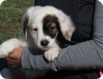 Weimaraner/English Springer Spaniel Mix Puppy for Sale in Glastonbury, Connecticut - Tinsel~adopted~ Weimaraner/English Springer Spaniel Mix Puppy for Sale in Glastonbury, Connecticut - Tinsel~adopted~