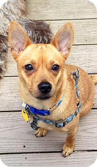 Chihuahua/Pug Mix Dog for Sale in Danbury, Connecticut - Gym Chihuahua/Pug Mix Dog for Sale in Danbury, Connecticut - Gym