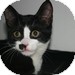 Domestic Shorthair Kitten for Sale in Vancouver, British Columbia - Ned Domestic Shorthair Kitten for Sale in Vancouver, British Columbia - Ned
