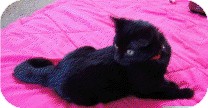 Domestic Shorthair Kitten for Sale in Chicago, Illinois - Taco Domestic Shorthair Kitten for Sale in Chicago, Illinois - Taco