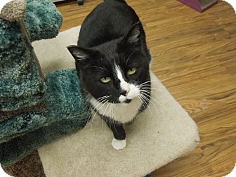 Domestic Shorthair Cat for Sale in Medina, Ohio - Dewey Domestic Shorthair Cat for Sale in Medina, Ohio - Dewey