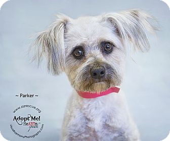 Maltese Mix Dog for Sale in Phoenix, Arizona - Parker Maltese Mix Dog for Sale in Phoenix, Arizona - Parker