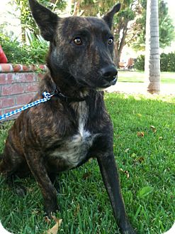 German Shepherd Dog/Shepherd (Unknown Type) Mix Dog for Sale in Irvine, California - PINTA, sweet and humble German Shepherd Dog/Shepherd (Unknown Type) Mix Dog for Sale in Irvine, California - PINTA, sweet and humble