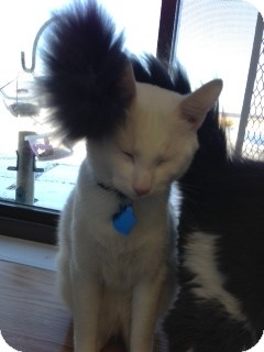 Domestic Shorthair Cat for Sale in Chippewa Falls, Wisconsin - Handsome Domestic Shorthair Cat for Sale in Chippewa Falls, Wisconsin - Handsome